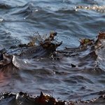 <b>맥시</b>코만 기름 유출 사고 모습들