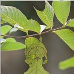 놀라운 신체 <b>보호색</b> 본능!