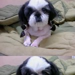 급:)우리 강아지 좀 찾아주세요!!<서울관악<b>봉천동</b>>