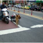 (사진 有)교통신호에 맞춰 <b>리어카</b> 끄는 개