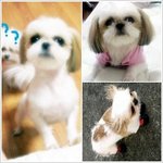 강아지를찾아요(광주북구오치동시츄)