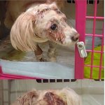 동물연쇄살해범 강력처벌과 법개정 서명에 <b>동참</b>해주세요!