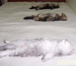 옷장에 친구를 숨겼어요.......ㅜㅜ