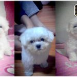 웃음을 안겨준 나의 <b>몽이</b>