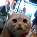 <b>슈렉</b>고양이가 놀러왔어요!!