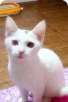 <b>야옹</b>이 교배. 절대 저처럼 교배시키지 마세요.ㅜㅜ
