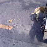 강아지를 차에 매달고 달린 운전자를 고발합니다