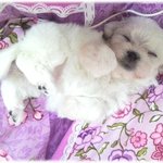 강아지가 코로나<b>장염</b>에 걸렸어요ㅠ(사진첨부)