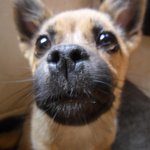 [사진有] 저보고 <b>dog</b> 같이 생겼다는데..ㅠㅠ 얼굴 평가좀 해주세요