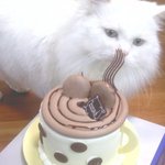 **냐옹이와 <b>단</b><b>둘</b>이 생일축하..ㅋㅋㅋ