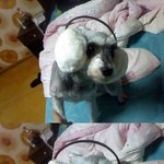 강아지키우시는분들 ..정말 억울합니다.