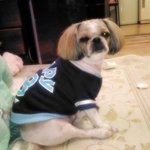 tv시청중인 울강아지♥