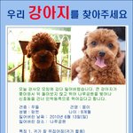 강아지를 찾아주세요...