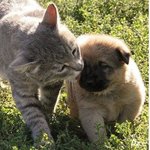 개와 고양이의 <b>오묘</b>한 동거 이야기