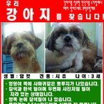 강아지 좀 찾아주세요 경기도 성남시 <b>시</b><b>츄</b> 여아