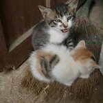 고양이와 나