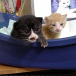 아 고양이키우시는 분들 이<b>노무</b> 냥이를 어떠케해야할까요 ㅠ