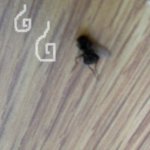 긴머리덕에 파리잡았씀요