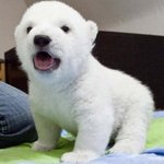 꼭 한번 키워보고싶은 <b>아기</b> 북극곰