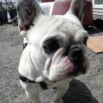 시크한 우리멍멍이를 소개합니다. 프렌치<b>불독</b>*.*