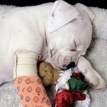 아파보이지만 귀여운 <b>동물</b>들