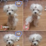 집에서 엄마표 <b>야매</b> 미용했어요^^ 첫 도전입니다!
