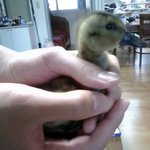 귀여운 <b>오리새끼</b> 키우기