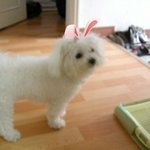 유기견 <b>분양</b>후 안이쁘다고 하루도안돼 다시내치는 나쁜사람들!!!