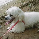 <b>수원</b>탑동 우방아파트 경비실 하얀 강아지 보호 중 입니다.