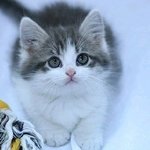 섹시하게 생긴 고양이 <b>모음</b>