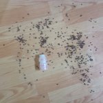 저희 동네 농장의 <b>파리들</b> 땜에 죽겠습니다