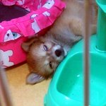 눈뜨고자는 강아지... -ㅁ -)/