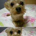 너무너무<b>기여</b>운우리강아지>_<