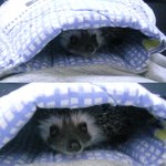 <b>저의</b> 고슴도치들을 소개합니다~