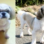 강아지 '웃자'기억하시는분 제발 읽어주세요