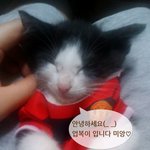 우리 집 냥이도 붉은 악마!