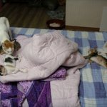 우리집을 <b>점령</b>한 것의 정체.... 사진有