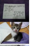 <b>길</b>에서주운 <b>코</b>숏 여아 분양합니다