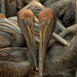 <b>원유</b> 유출 걸프만의 참혹한 현장