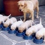 강아지들의 <b>절도</b>있는 군기?