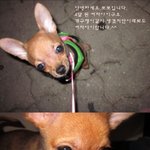 [<b>치와와</b>]우쮸주 내새끼 뽀뽀입니다