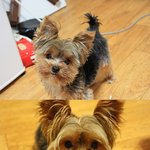 [<b>부산진</b>구]저희강아지를 찾아요...지푸라기 잡는심정으로ㅜㅜ