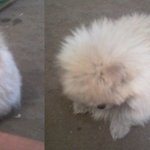 <b>중랑구</b> 중랑근린공원 근처 사시는 분들, 강아지를 찾습니다.