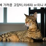 3천만원짜리 아세라 고양이의 <b>위엄</b>