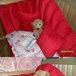 21일 <b>뚝섬</b> 유원지에서 베이지색 꼬리가 긴 푸들을 ㅠㅠ