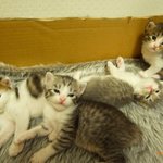 귀여운 노르웨이숲 고양이 모음