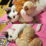 우리<b>집</b> 훈남고양이들(<b>사진</b>많아요)