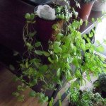 엄마가 애지중지 하는 <b>식물</b>을 꺾은 뒤..