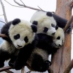 만화같은 <b>팬더</b>의 일상 생활