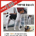 --- <b>아롱이</b>를 찾아주세요 ---